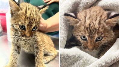 Illustration : "Un couple pense sauver un chaton et découvre qu’il s’agit en fait d’un tout autre animal : un lynx !"