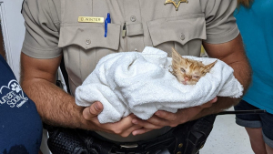 Illustration : "Un chaton retrouvé mutilé commence aujourd'hui une nouvelle vie grâce à son sauveteur"