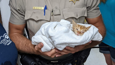 Illustration : "Un chaton retrouvé mutilé commence aujourd'hui une nouvelle vie grâce à son sauveteur"