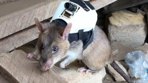 Illustration : "Les rats, nouveaux héros des équipes de secours localisant les victimes des tremblements de terre (vidéo)"