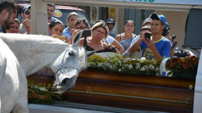 Illustration : Le dernier hommage d'un cheval à son regretté meilleur ami laisse tout le monde en larmes