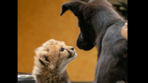 Illustration : "Un bébé guépard rencontre le chiot qui deviendra son meilleur ami pour la première fois (vidéo)"