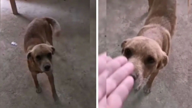 Illustration : Un chien errant et blessé se rend sur un chantier pour demander de l'aide : les ouvriers lui offrent bien plus ! (Vidéo)