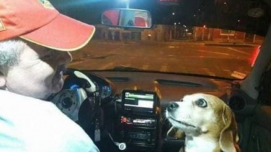Illustration : Un chien accompagne son père, chauffeur de taxi, au travail, et les clients en sont ravis