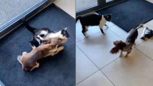 Illustration : "Pour déstresser du passage chez le vétérinaire, un chien joue intensément avec un chat de la salle d'attente (vidéo)"