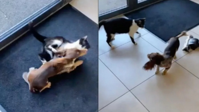 Illustration : Pour déstresser du passage chez le vétérinaire, un chien joue intensément avec un chat de la salle d'attente (vidéo)