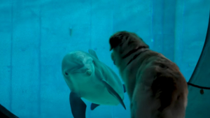 Illustration : "La rencontre inoubliable entre un Golden Retriever et un dauphin donne lieu à une vidéo magnifique"