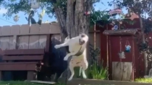 Illustration : "Un chien est surpris en train de jouer sur une balançoire et offre un moment magique"