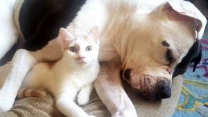 Illustration : "A peine guéris d'une maladie, ces chatons aident leur nouvelle grande sœur Pitbull à surmonter son anxiété de séparation"