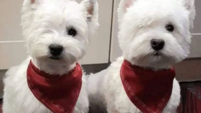 Illustration : 2 chiens voués à l'euthanasie en raison d'un œil manquant prennent une belle revanche sur la vie 