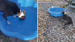 Illustration : "Il taquine son Boston Terrier en déposant des bâtons dans sa piscine : la réaction du chien est mémorable ! (Vidéo)"