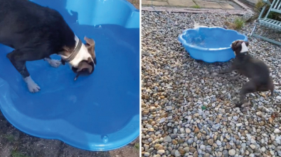 Illustration : Il taquine son Boston Terrier en déposant des bâtons dans sa piscine : la réaction du chien est mémorable ! (Vidéo)
