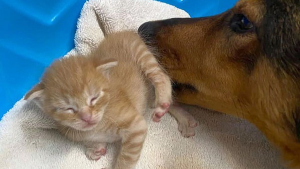 Illustration : "Une chienne Dobermann surmonte l'épreuve de la fausse couche en adoptant des chatons orphelins"