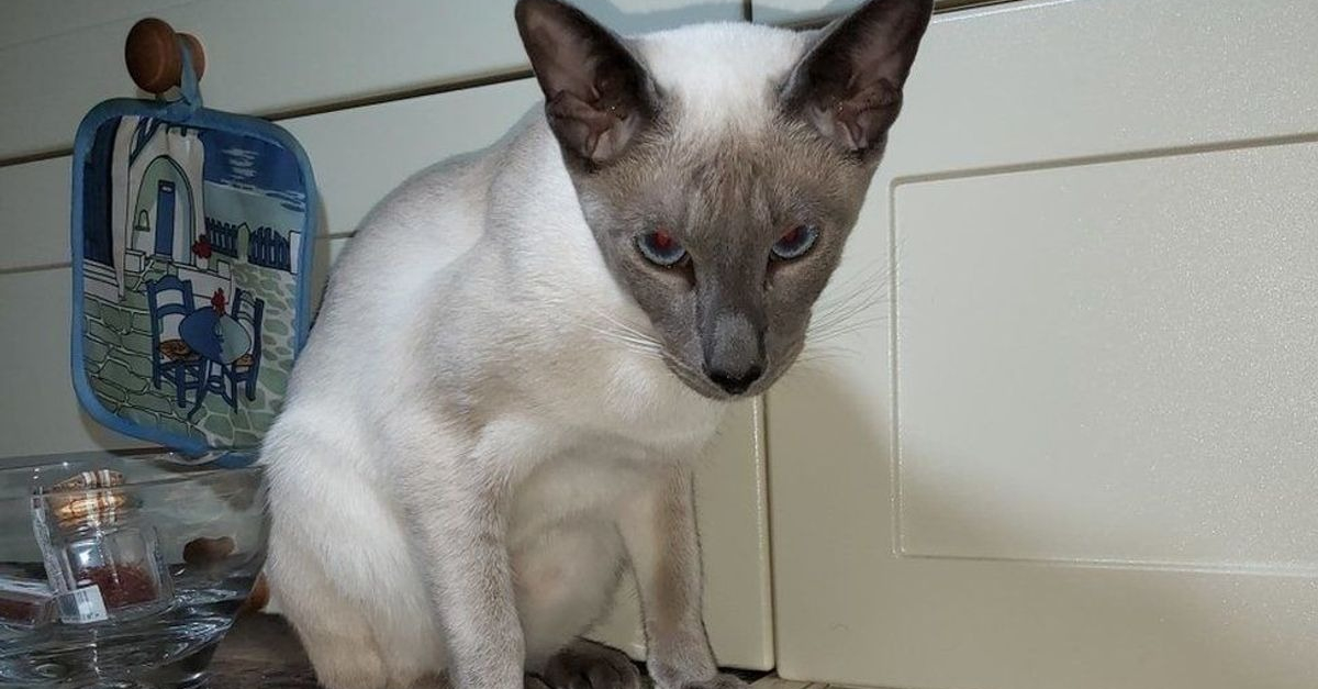 Un Chien Interrompt Le Voyage D Un Siamois Recherche Depuis Une Semaine En Le Decouvrant A 450 Km De Son Domicile