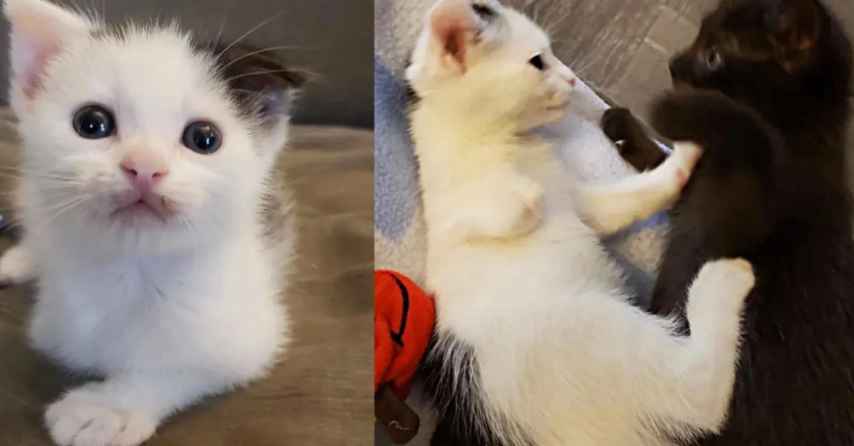 Né sans patte avant, ce chaton sauvé s’amuse énormément avec sa sœur