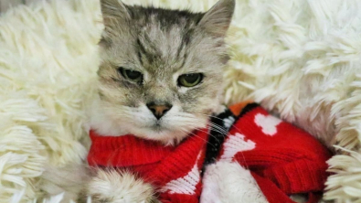 Illustration : Ukraine : le récit poignant d'un chat senior qui échappe aux bombes et se fait adopter par une infirmière de la Croix-Rouge (vidéo)