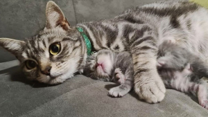 Illustration : "Une chatte sauvée de la rue donne naissance à un seul chaton, avec lequel elle noue une relation spéciale"