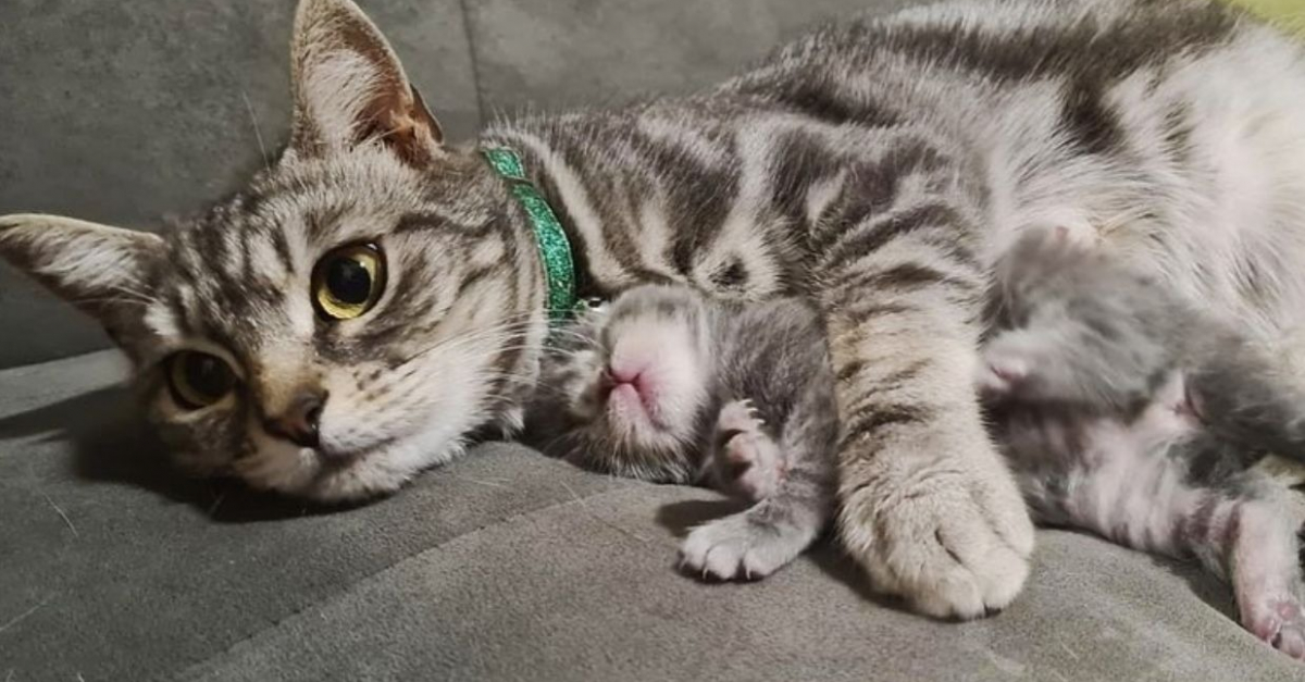 Une chatte sauvée de la rue donne naissance à un seul chaton, avec lequel elle noue une relation