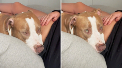 Illustration : "Un Pitbull perçoit les mouvements du bébé dans le ventre de sa propriétaire, sa réaction émeut la Toile (vidéo)"