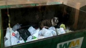 Illustration : "Abandonnée dans une benne à ordures, cette chienne en état de détresse reçoit l'aide inespérée d'un éboueur"