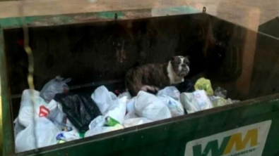 Illustration : "Abandonnée dans une benne à ordures, cette chienne en état de détresse reçoit l'aide inespérée d'un éboueur"