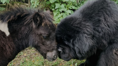 Illustration : Un chien et un poney s'adorent au point de ne plus pouvoir se passer l'un de l'autre !