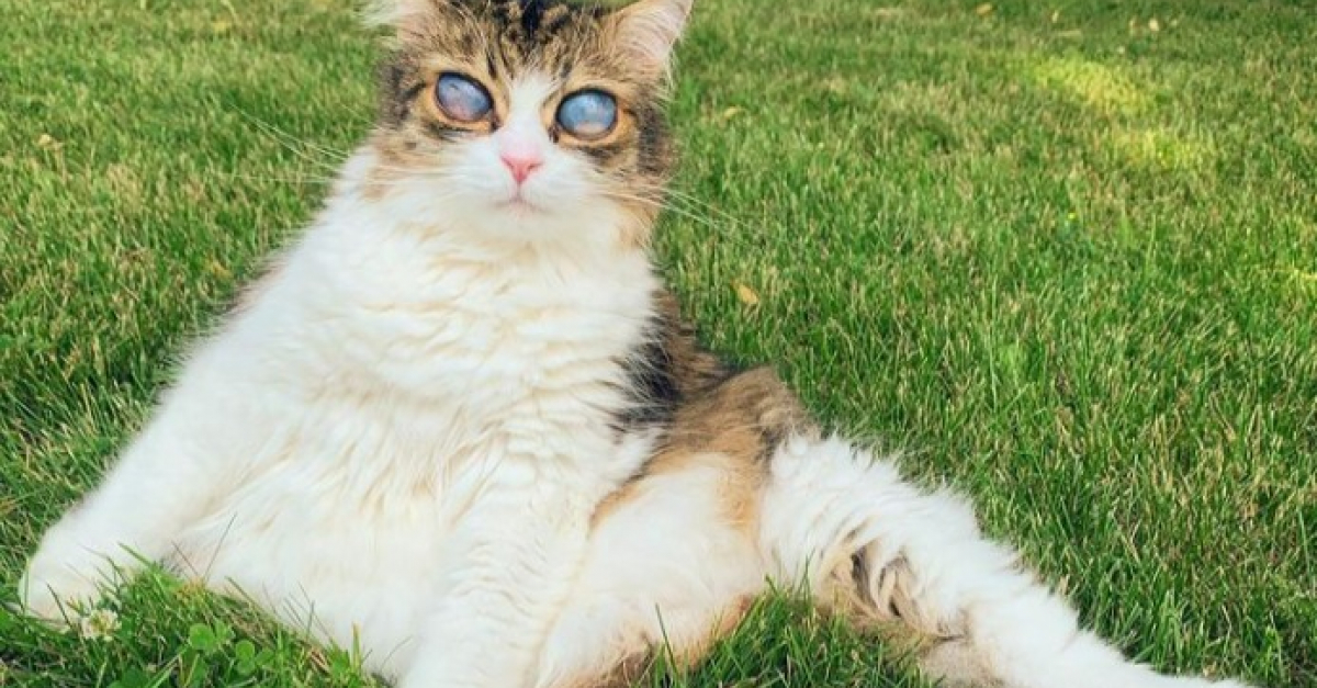 Aveugle Et Avec Des Yeux Enormes Ce Chat N Avait Plus D Espoir Apres Avoir Ete Heurte Par Une Voiture Mais Son Destin A Change