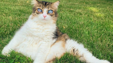 Illustration : Aveugle et avec des yeux énormes, ce chat n'avait plus d'espoir après avoir été heurté par une voiture, mais son destin a changé !