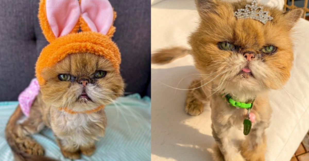 Ce chat atteint d'un cancer, adopté à 10 ans, vit des derniers jours — free download