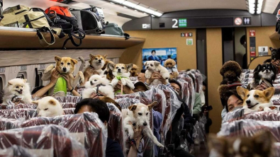 Illustration : "A bord de ce TGV, un wagon spécial est réservé aux chiens !"