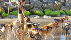 Illustration : "La vidéo touchante de plusieurs chiens handicapés et sauvés de l'errance qui découvrent la joie de courir sur la plage"