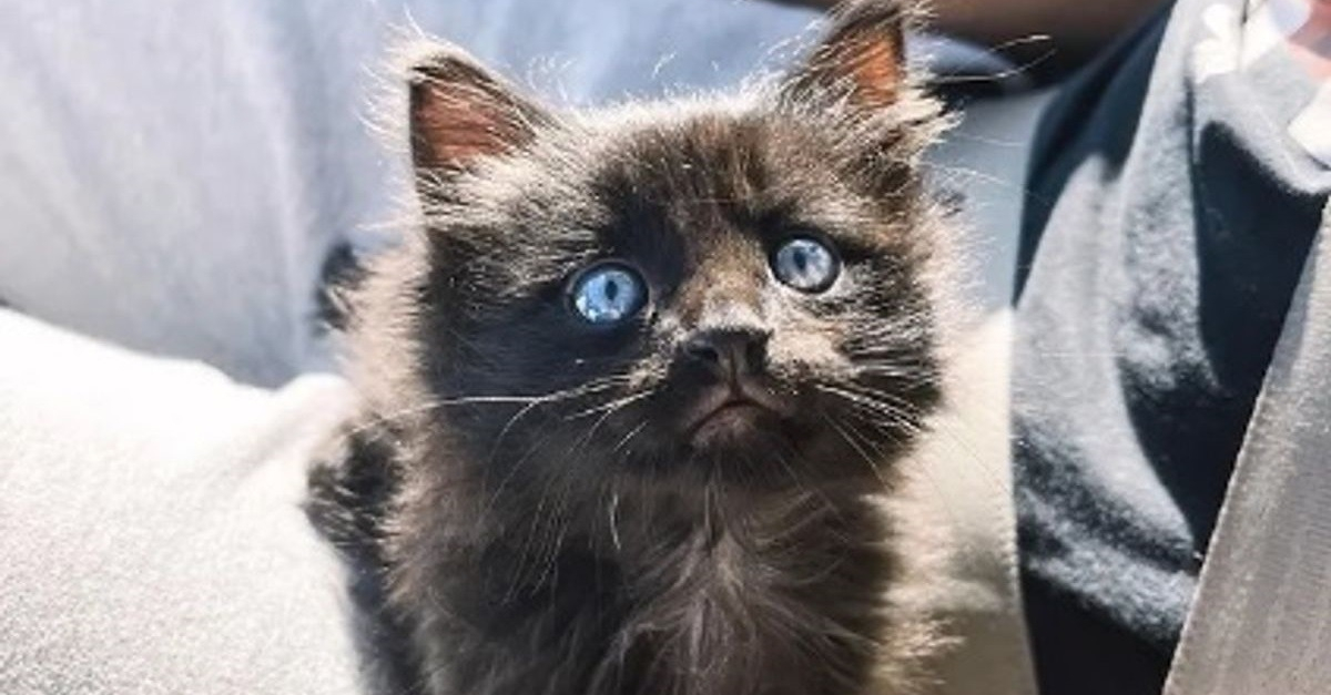 Un chaton découvert seul dans un carton est accueilli par une femme qui ne pensait le garder que