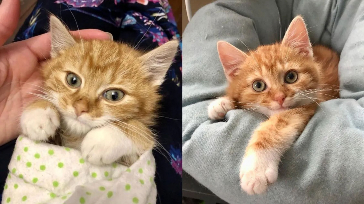 Un chaton fait preuve de détermination pour surmonter ses problèmes de santé et croquer la vie à