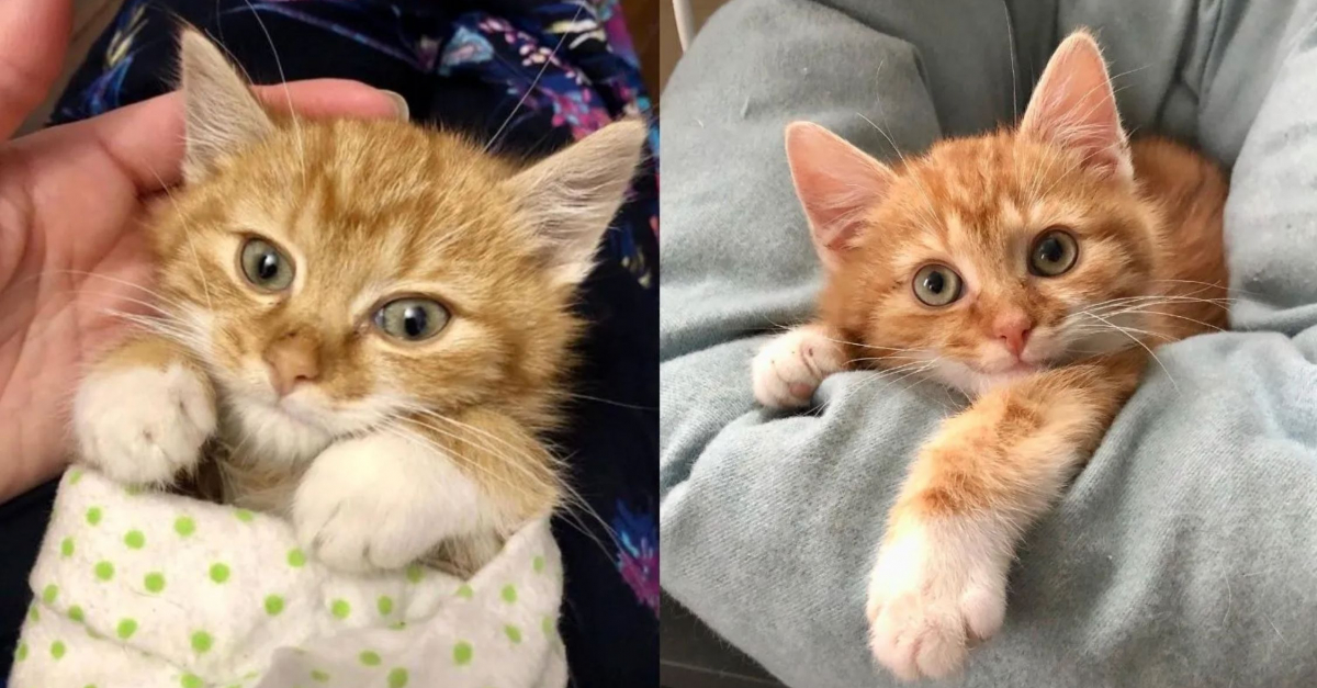 Un Chaton Fait Preuve De Determination Pour Surmonter Ses Problemes De Sante Et Croquer La Vie A Pleines Dents