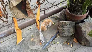 Illustration : "Ils pensaient être arrivés trop tard en découvrant un chaton inanimé par terre, puis un léger mouvement a ravivé l’espoir"