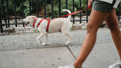 Illustration : Voici pourquoi vous ne devriez pas promener votre chien tous les jours selon une éducatrice comportementaliste