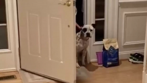 Illustration : "Après une vie de peur et d’insécurité, une chienne hésite à entrer dans sa nouvelle maison (vidéo)"