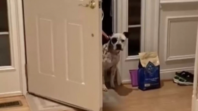 Illustration : Après une vie de peur et d’insécurité, une chienne hésite à entrer dans sa nouvelle maison (vidéo)