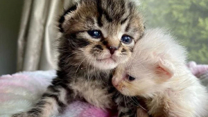 Illustration : "Ces 2 chatons orphelins recueillis ensemble ne peuvent se passer l’un de l’autre"