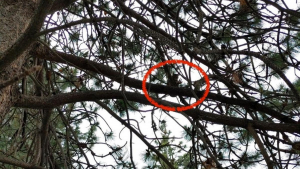 Illustration : "Coincé depuis 6 jours dans un arbre à 24 mètres de haut, un chat voit un élagueur approcher avec tout son équipement"