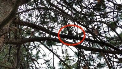 Illustration : Coincé depuis 6 jours dans un arbre à 24 mètres de haut, un chat voit un élagueur approcher avec tout son équipement