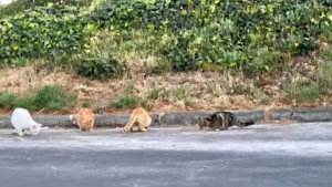 Illustration : "Des dizaines de chats errants peuplent un stade de baseball, car il leur offre des conditions de vie uniques"