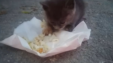 Illustration : "Au cours de ses vacances, elle découvre un chaton caché parmi les ordures et lui offre une nouvelle vie !"