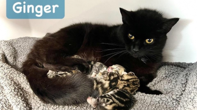 Illustration : "Grande opération de sauvetage pour extraire plus de 30 chats retrouvés dans une maison remplie d'ordures"