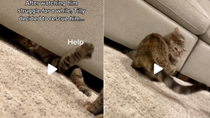Illustration : "La vidéo virale d'un chat sauvant son frère coincé sous le canapé rappelle une scène mythique du Roi Lion"