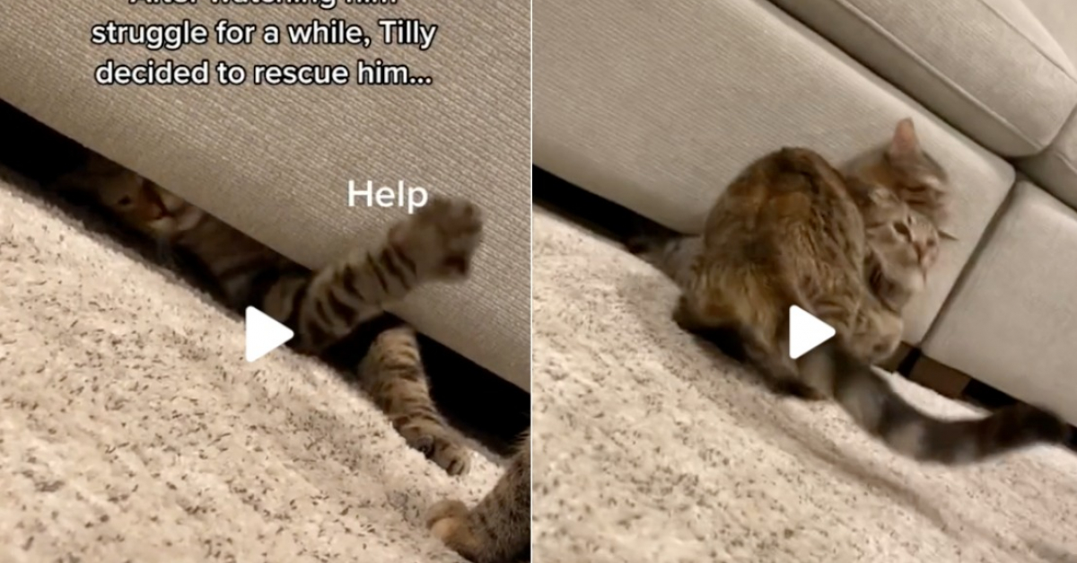 La Video Virale D Un Chat Sauvant Son Frere Coince Sous Le Canape Rappelle Une Scene Mythique Du Roi Lion