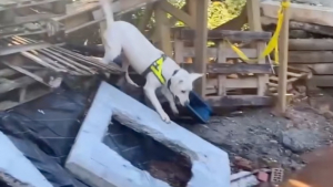 Illustration : "Refoulé car jugé indiscipliné et ingérable, ce Labrador donne tort à tout le monde en devenant chien de recherche"