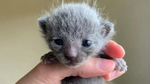 Illustration : "Ce chaton aux poils crépus et sa petite soeur ont ému Internet alors qu'ils attendaient d'être sauvés"