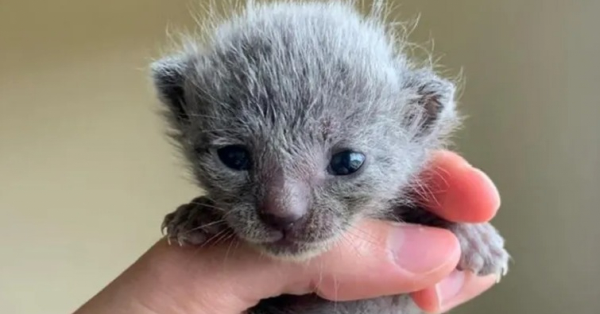 Ce chaton aux poils crépus et sa petite soeur ont ému Internet alors qu