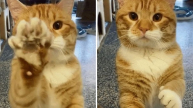 Illustration : Ce chat fait un signe de la patte à tous les visiteurs du refuge en espérant être adopté